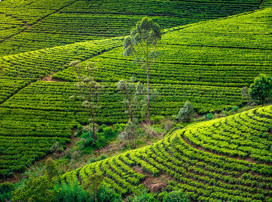 plantación 